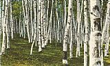 Norman Parkinson Famous Paintings - White Birch Forest, Wisconsin